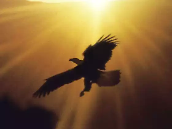 Advanced Shapeshifting Series -- Into Health for You and the Planet