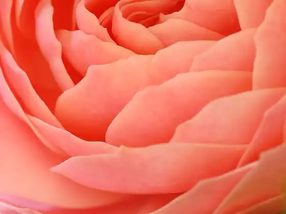 Mother Mary's Energetic Cleansing Meditation