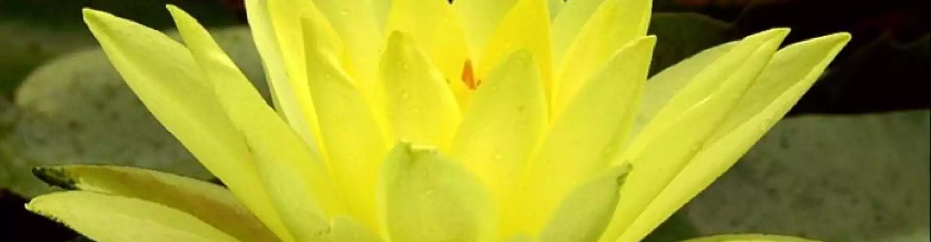 Mediumship - Online Class by Barbara Reid