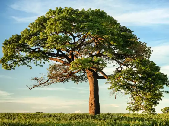 2023 ALBERO BASE - Classe 1 - 2023 -11
