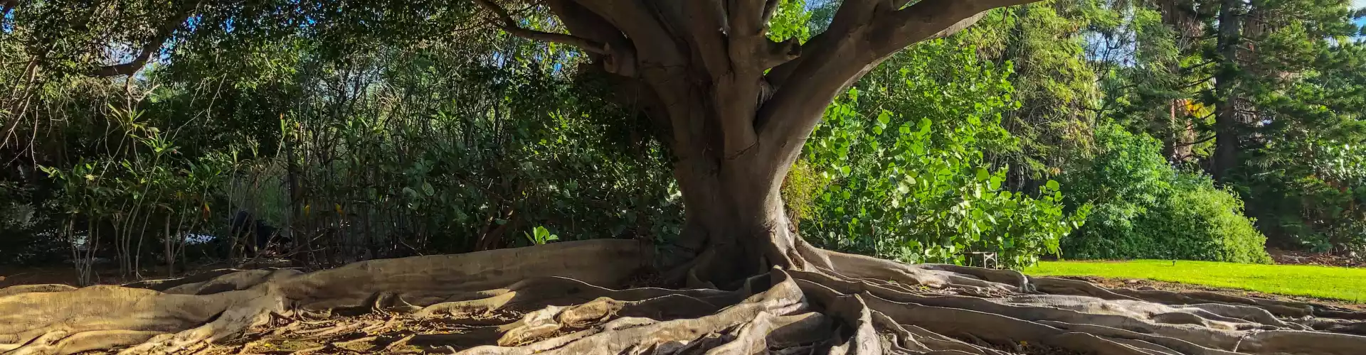 पृथ्वी चक्र के साथ गहरी ग्राउंडिंग के लिए रिमोट हीलिंग