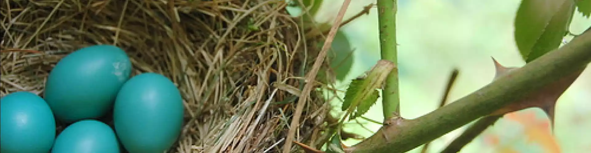 Cerimonia dell'Equinozio di Primavera - Nuovi inizi