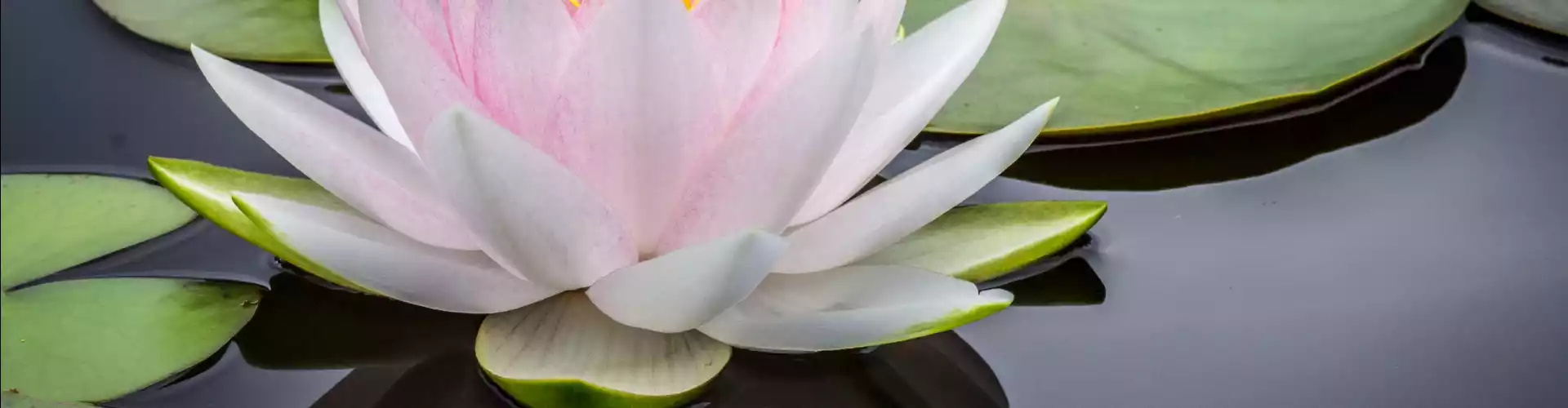 Perguntas e respostas sobre mestrado em Reiki - Online Class by Jamie Butler