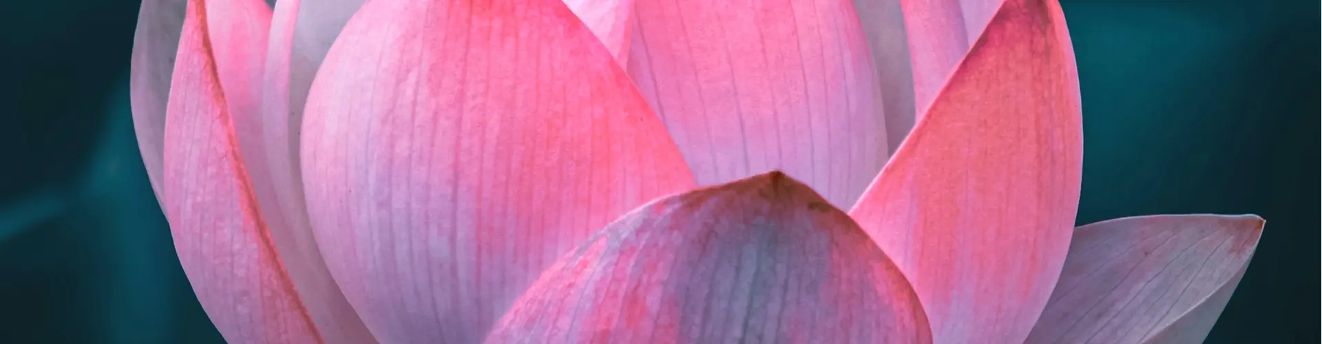 Reiki-Meisterschaftswochenende - Online Class by Jamie Butler